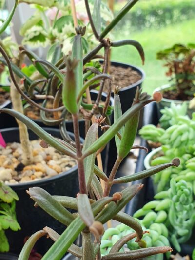 Kalanchoe beauverdii - Зображення 2