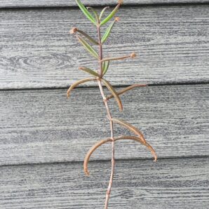 Kalanchoe beauverdii
