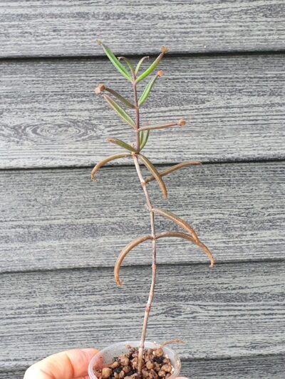 Kalanchoe beauverdii