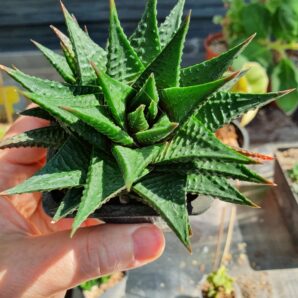 Haworthia limifolia