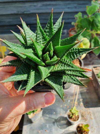 Haworthia limifolia