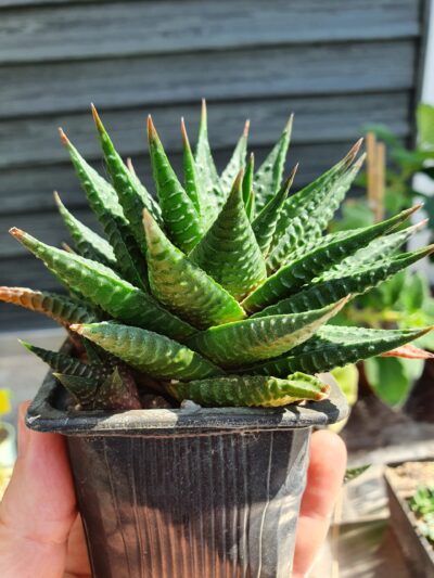 Haworthia limifolia - Зображення 2