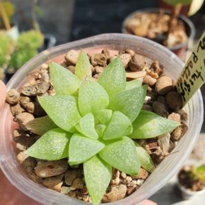 Haworthia turgida var.pallidifolia
