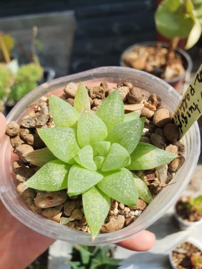 Haworthia turgida var.pallidifolia