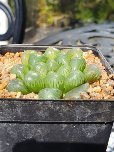 Haworthia cooperi - Зображення 2
