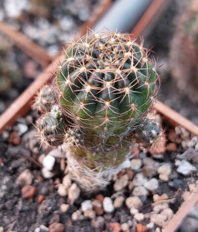 Lobivia arachnacantha MG 523.7