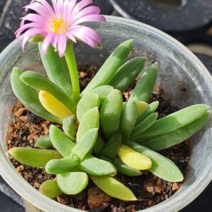 Delosperma harazianum