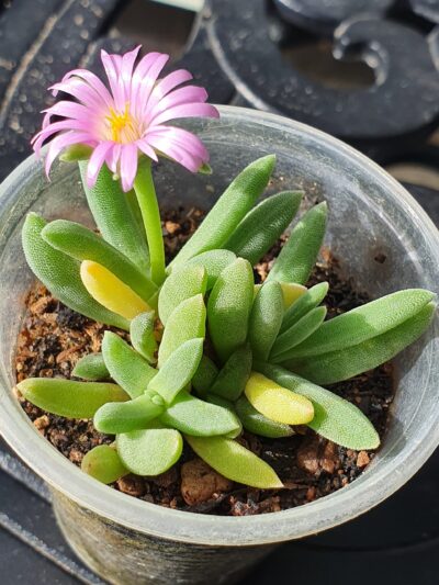 Delosperma harazianum