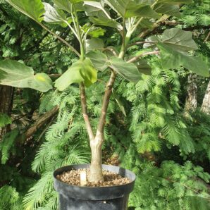 Uncarina decaryi | 103