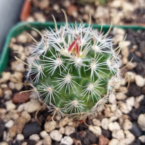 Stenocactus (echinofossulocactus) anfractuosus | 29