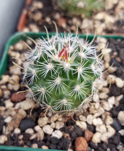 Stenocactus (echinofossulocactus) anfractuosus