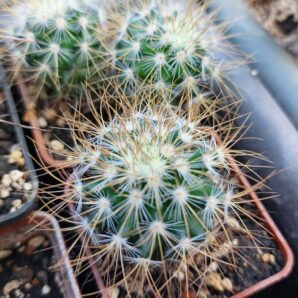 Mammillaria recoi v.leptacantha | 57