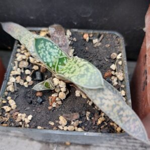 Gasteria liliputana