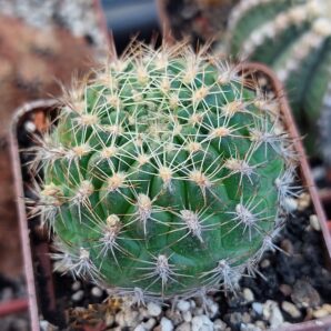 Weingartia neocumingii | 92