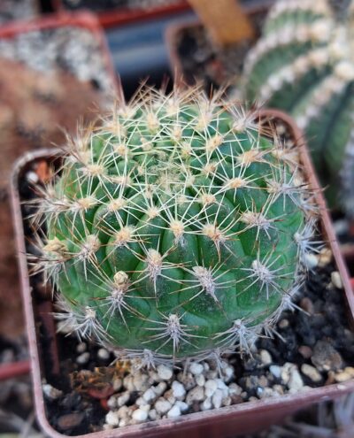 Weingartia neocumingii