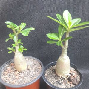 Adenium obesum | 3