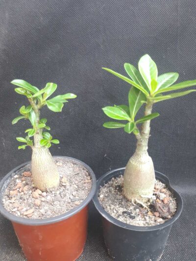 Adenium obesum