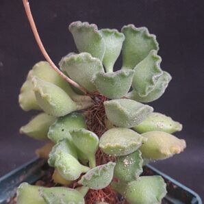 Adromischus cristatus | 3