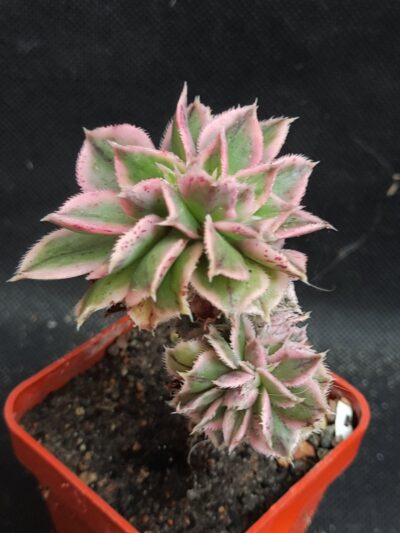 Aeonium Sunburst cristata
