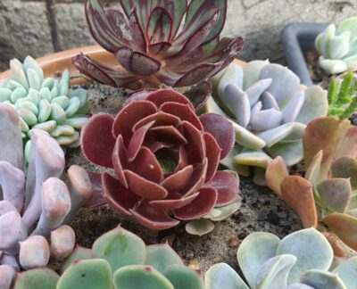 Aeonium Velour
