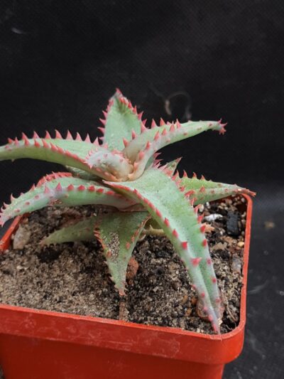 Aloe castilloniae