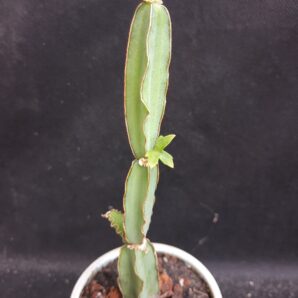 Сissus quadrangularis | 22