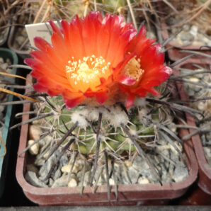 Parodia culpinensis | 69