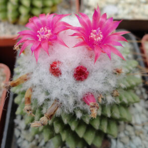 Mammillaria cv. Helen