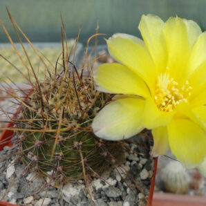 Lobivia aurea v. robustior R117B