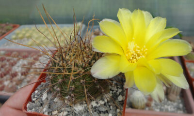Lobivia aurea v. robustior R117B
