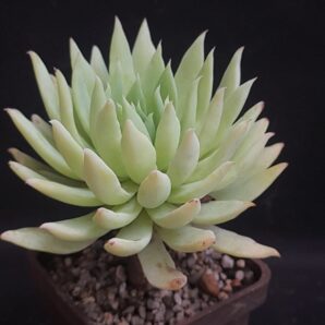 Dudleya farinosa | 40