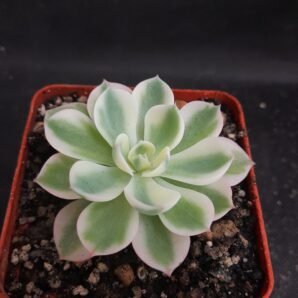 Echeveria Carousel