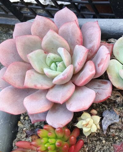 Echeveria Dondo