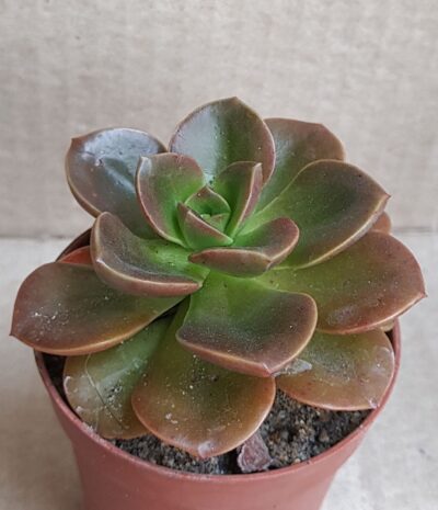 Echeveria melaco
