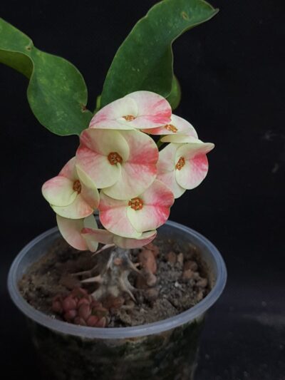 Euphorbia milii Siraya - Зображення 2