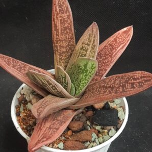 Gasteria Little Warty