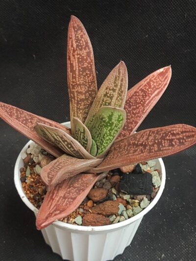Gasteria Little Warty