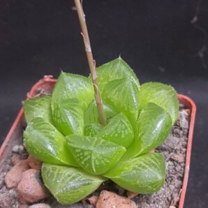Haworthia alsonii