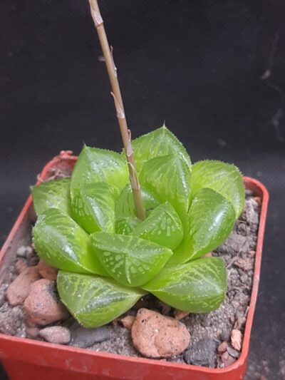 Haworthia alsonii
