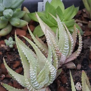 Haworthia fasciata White Bird