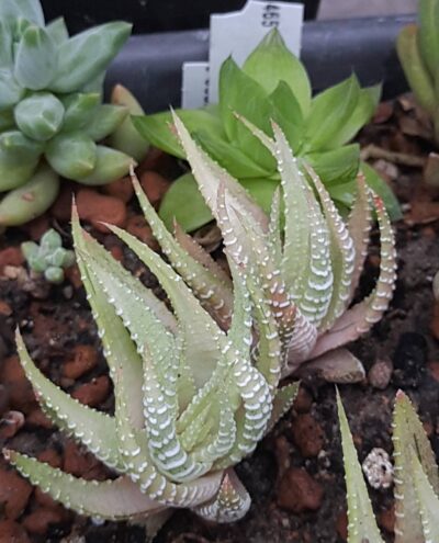 Haworthia fasciata White Bird