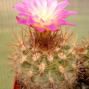 Eriosyce chilensis WM 045
