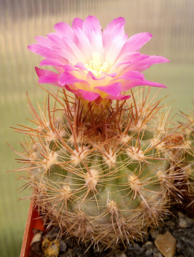 Eriosyce chilensis WM 045