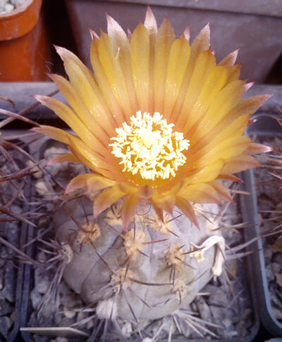 Eriosyce vilicumensis DJF