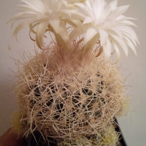 Discocactus araneispinus HU440 | 27