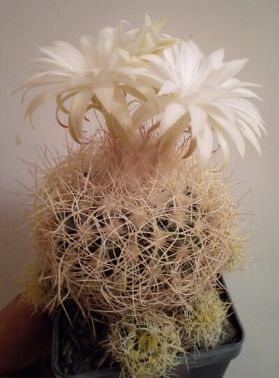 Discocactus araneispinus HU440