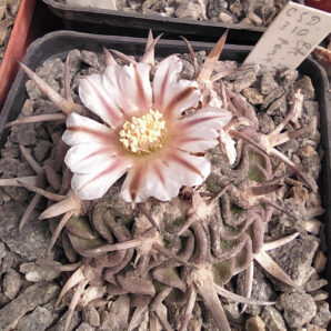 Stenocactus sp. (aff. pentacantus) CSD 310