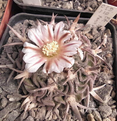 Stenocactus sp. (aff. pentacantus) CSD 310
