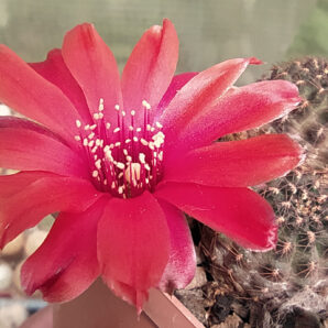 Rebutia atrovirens v. 'pauciareolata' FR 1121 (San Antonio, Bol)
