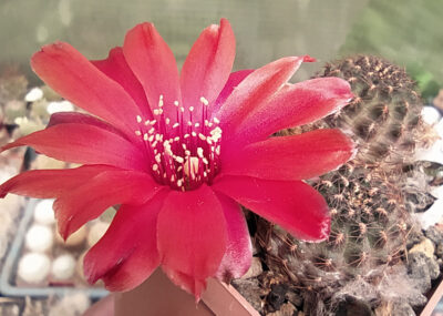 Rebutia atrovirens v. 'pauciareolata' FR 1121 (San Antonio, Bol)